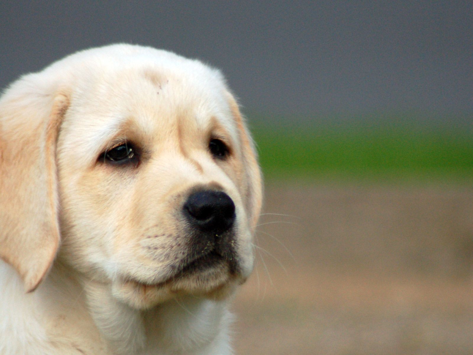 Cute-Puppy-puppies-15813305-1600-1200