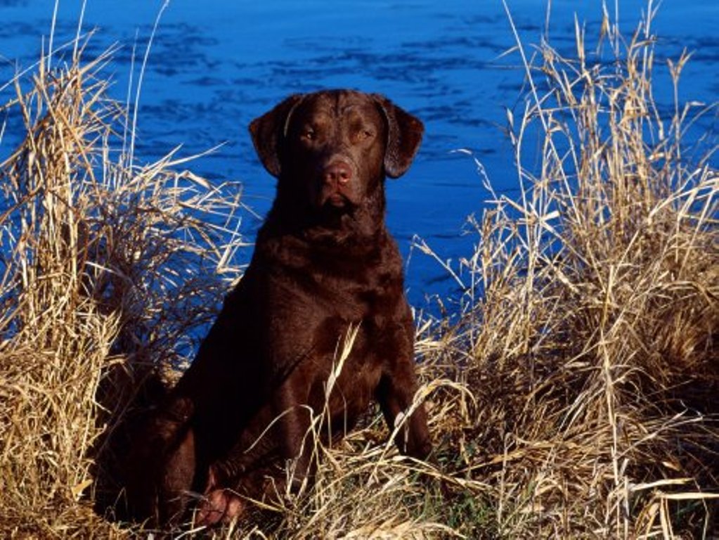 dog-labrador