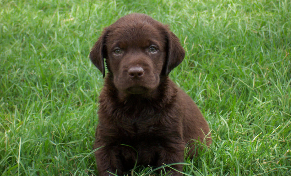 chocolate_labrador_retriever_puppies_for_sale_10