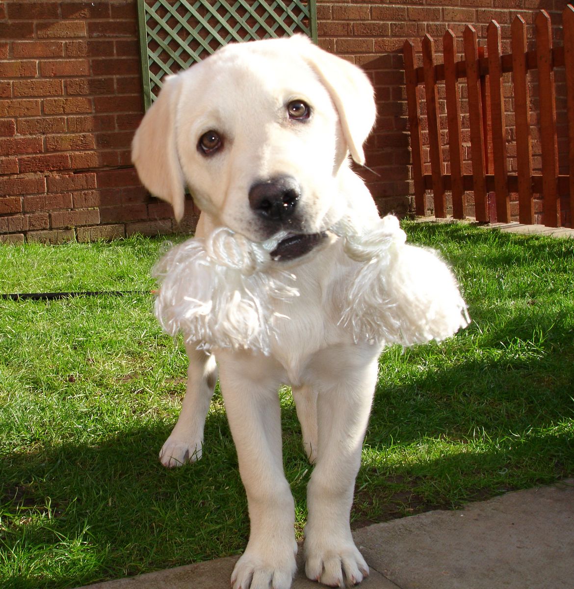 55-dog_dogs_white_labrador